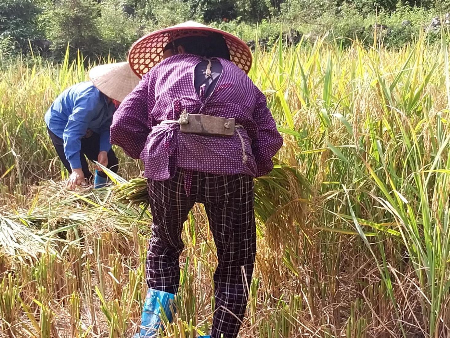 Trieu Hoan Homestay カオバン エクステリア 写真